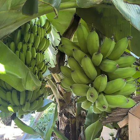 A-nueva! Magec Vip Jacuzzi Privado Buzanada